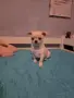 Чихуахуа момченца, снимка 2