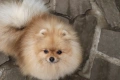 Миниатюрно момиченце померан с родословие FCI, снимка 17