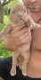 Американско Були Хл/American Bully XL , снимка 13