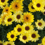 Argiranthemum Bright Yellow (Аргирантемум), снимка 1