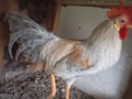 Италиански петел Легхорн, снимка 2