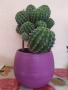 красив кактус, снимка 1