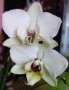 Орхидея фаленопсис Black eye, снимка 1 - Стайни растения - 39699375