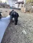 кученца -  женски бебета си търсят свойте любящи стопани , снимка 3