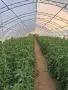 Продавам Оранжерии, снимка 3