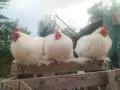 мини кохин петлета , снимка 1