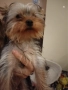 Йоркширски териер. Йорки., снимка 2
