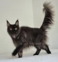 Мейн кун Мейн Куун коте Maine Coon , снимка 4