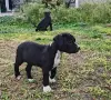 Американски питбули , снимка 5