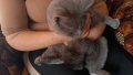 Продавам женска котка, снимка 3