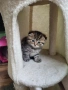 Британски, шотландски котета пухчета, снимка 9