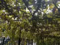 Продавам тъмно грозде,подходящо само за червено вино,обирате го цялото по асмите за 30  всичкото., снимка 10