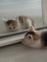 Турска ангорска котка за продажба , снимка 2