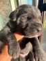 Кане Корсо (Cane Corso) бебета, снимка 2