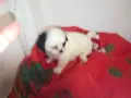 Японски хинчета, снимка 3