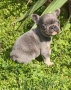 Френски булдог Блу Тан/French Bulldog Blue Tan , снимка 9