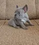 Френски булдог !!!, снимка 13
