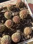 Кактуси Echinocereus Viridiflorus, снимка 3