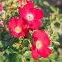 🌹 РОЗА 🌹 Rosa x polyantha Friendly® Red Meiariba, снимка 1