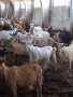 Продавам ярета, пръчове и кози, снимка 2
