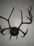 Продавам,красиви рога,готови за декорация, снимка 2