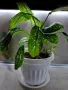 Стайно цвете / цвете Дифенбахия (Dieffenbachia), снимка 1