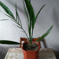 Палма-финикова, снимка 8 - Стайни растения - 30844825
