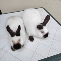 калифорнийски зайци, снимка 1 - Други - 44525468