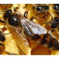 Пчелни отводки, снимка 4 - За пчели - 39565893
