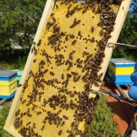 Пчелни отводки многокорпусни , снимка 3 - Пчелни продукти - 44303357