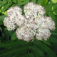 Бъзак - Sambucus ebulus), снимка 3 - Градински цветя и растения - 40890838