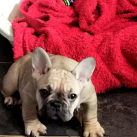 френски булдог /French Bulldog, снимка 7 - Френски булдог - 44400276