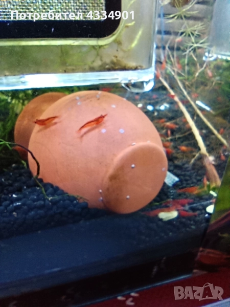 Аквариумни скариди-Bloody Mary, снимка 1