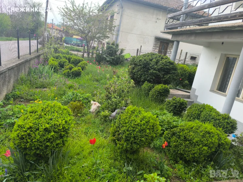 Чемшири- 30-100лв, снимка 1