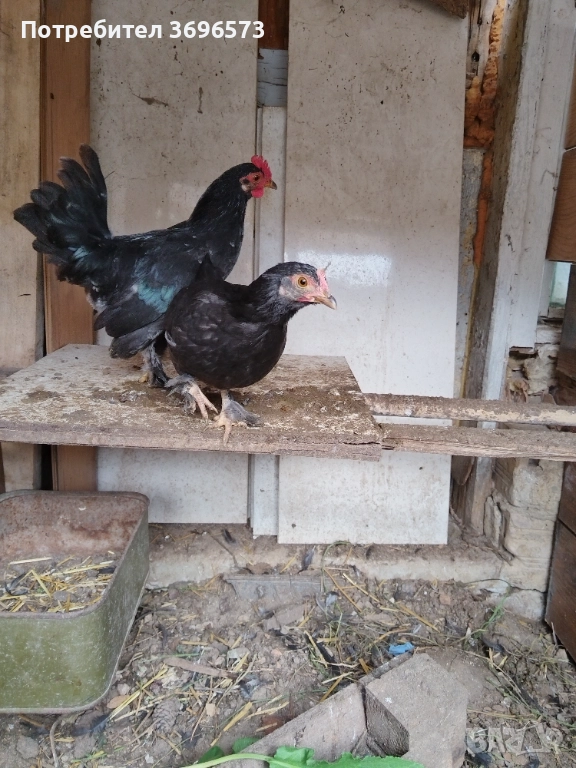 Продавам японски кокошки, снимка 1