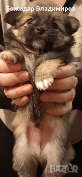 мини чихуахуа , снимка 1