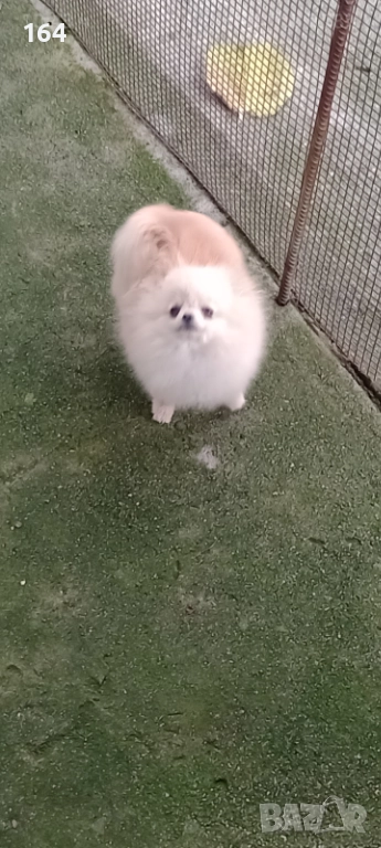 Женски миниатюрен мини Померан. Реални снимки от 08.12.25 г. Принцесата е на 6 месеца. Около 1 кг., снимка 1