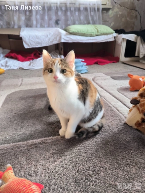 Подарявам малко трицветно котенце. , снимка 1