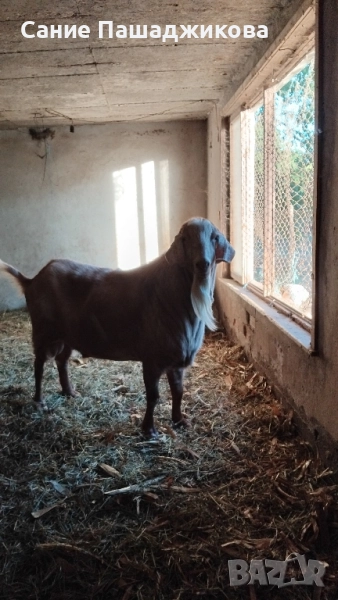 пърч , снимка 1