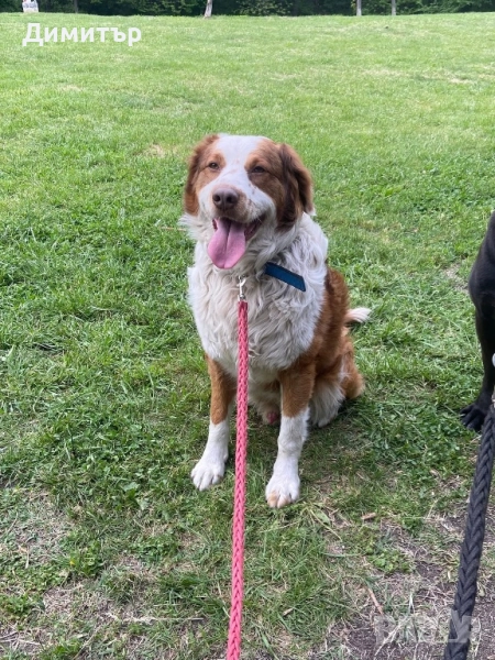 Кученце си търси дом , снимка 1