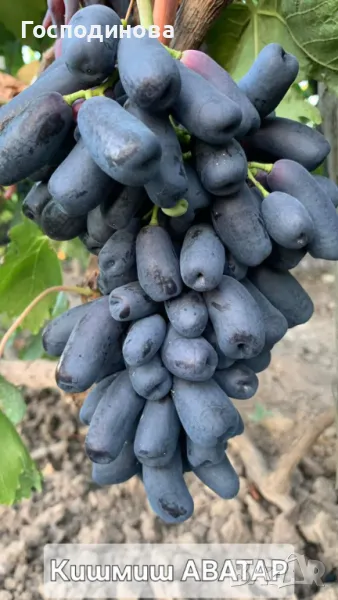 Сорти винограду без кісточок АВАТАР Хеллоуiн, снимка 1
