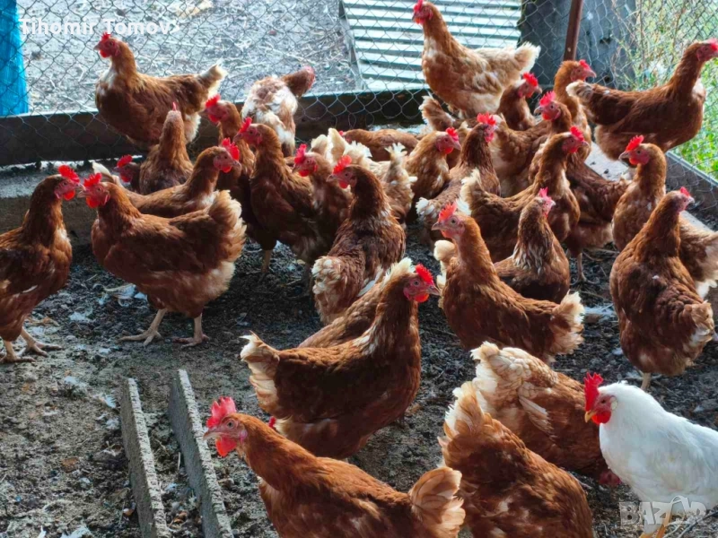 продавам кокошки носачки , снимка 1