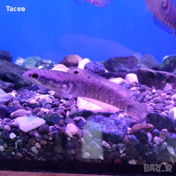 Змиеглав channa pulchra 9см, снимка 1