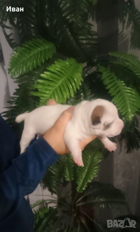 Джак Ръсел териер, снимка 1