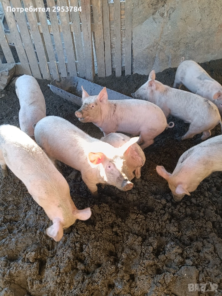 малки прасенца , снимка 1