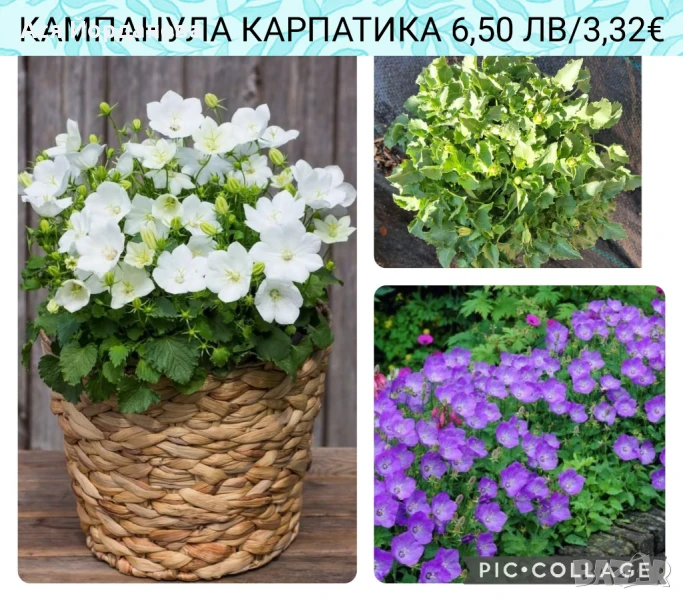 Градински цветя и храсти - 8 лв за брой, снимка 1