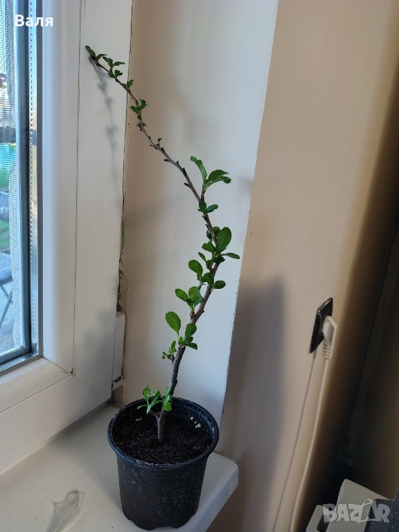 Японска дюля , снимка 1