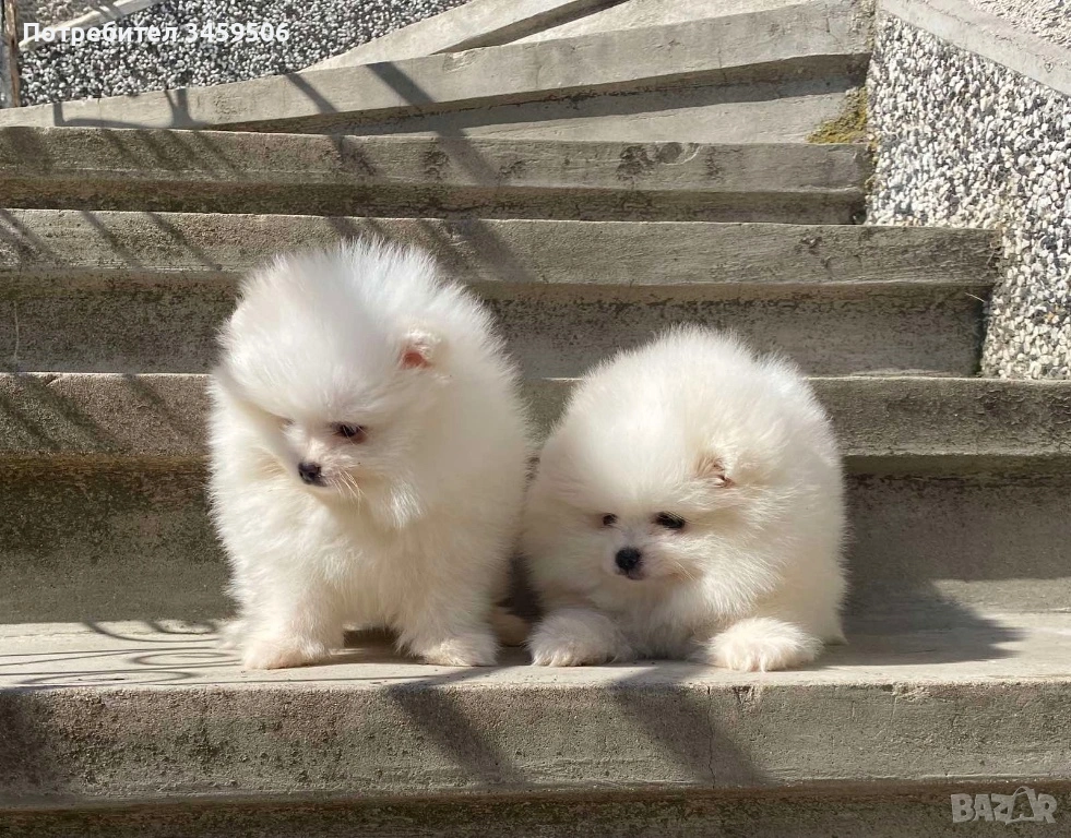 Померан померани , снимка 1