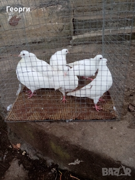 Арабски смеячи , снимка 1