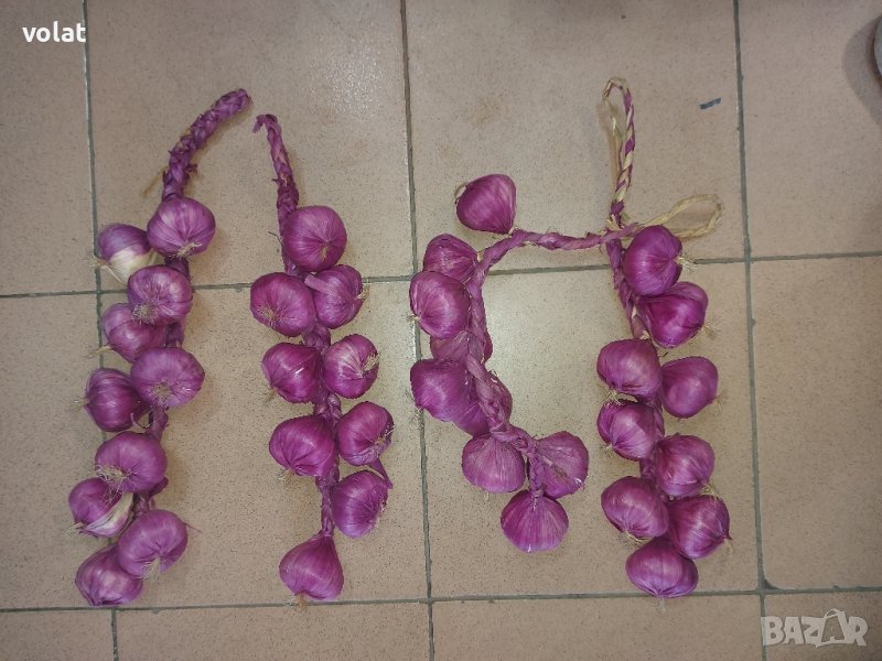 лук декоративен, снимка 1